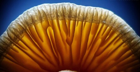 psilocybe-ochraceocentrata-—-a-south-african-psychedelic-mushroom-making-waves