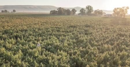 true-terpenes:-focusing-on-aroma