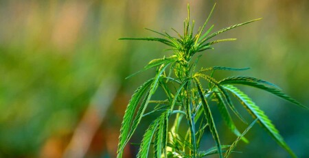 cannabis-was-a-core-crop-in-ancient-china-alongside-rice-and-wheat,-new-evidence-reveals