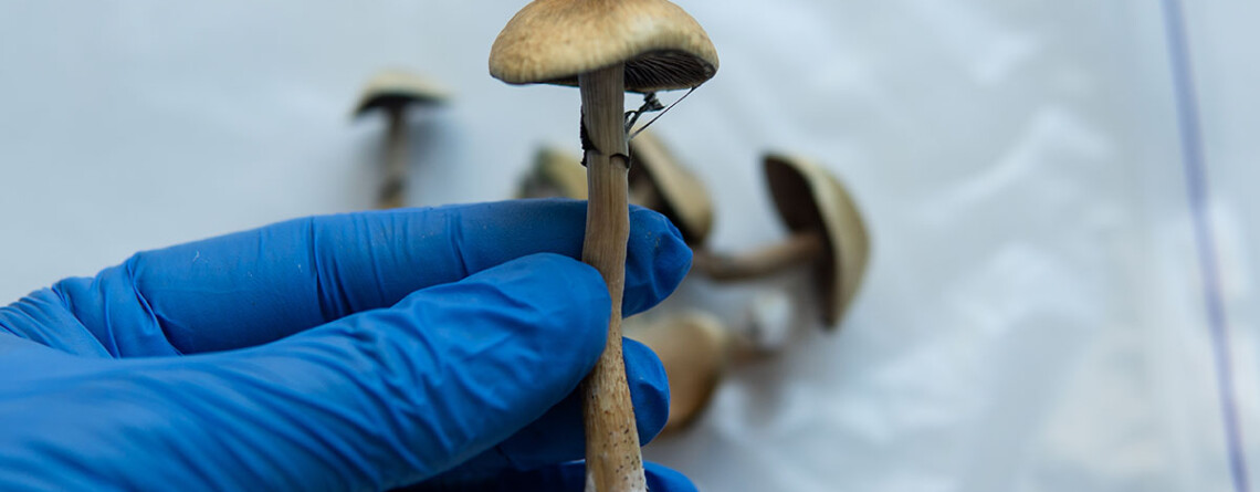single-dose-of-psilocybin-can-change-human-brain-structure,-study-finds