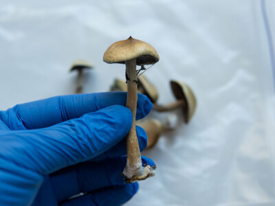 single-dose-of-psilocybin-can-change-human-brain-structure,-study-finds
