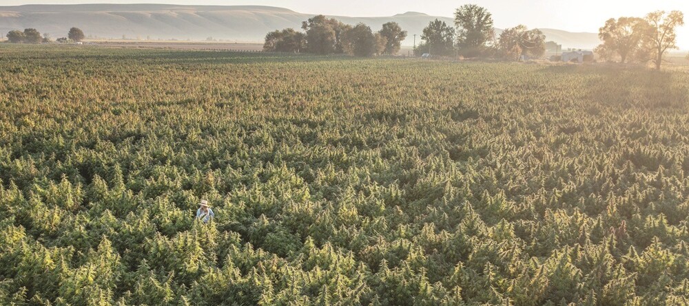 true-terpenes:-focusing-on-aroma