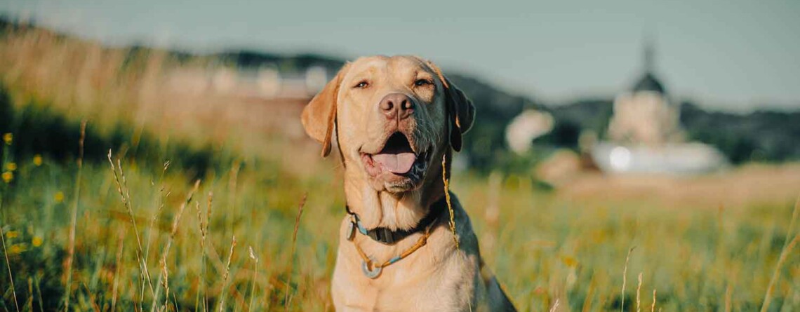 cbd-may-slow-down-cancer-cell-growth-in-dogs,-study-finds