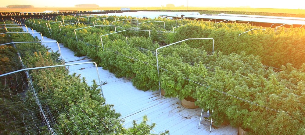 opinion:-in-the-face-of-facts,-okanogan-county-escalates-irrational-fight-against-cannabis