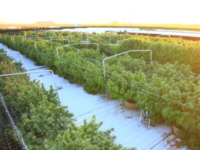 opinion:-in-the-face-of-facts,-okanogan-county-escalates-irrational-fight-against-cannabis