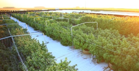 opinion:-in-the-face-of-facts,-okanogan-county-escalates-irrational-fight-against-cannabis