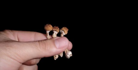 psilocybin-could-be-used-to-treat-cocaine-addiction