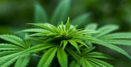 pre-roll-tubes-101:-what-cannabis-consumers-should-know-before-they-buy